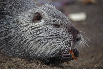 Coypu nutria