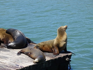 Fototapeta premium sea lion @ pier 39 San Francisco 