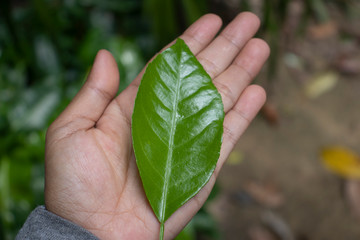 green leaf in hand