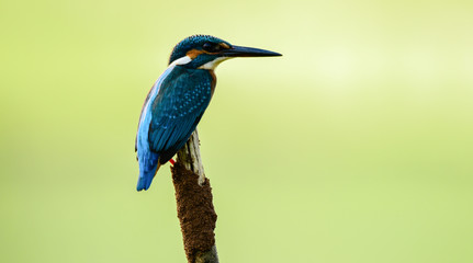 beautiful birds of indian sub continent