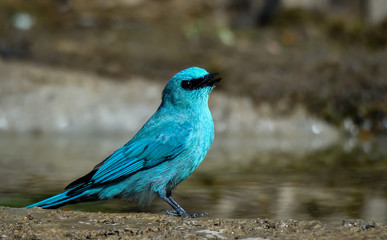 beautiful birds of indian sub continent