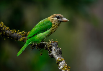 beautiful birds of indian sub continent