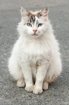 Chat Angora Images Browse 197 Stock Photos Vectors And Video Adobe Stock