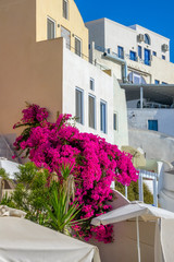 Fototapeta na wymiar Santorini Caldera Houses and Large Flower Bush