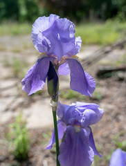 Iris versicolor - flower taken outdoors in a garden