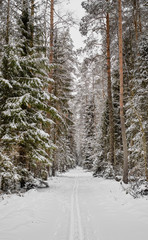 Fototapeta premium winter