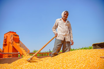 Harvesting corn at field , Indian farmer / worker filtering the corn in tractor trailer after...