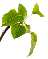 pear tree branch with green leaves on a white background