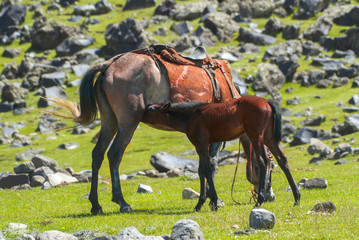 Horses grazing in green field...