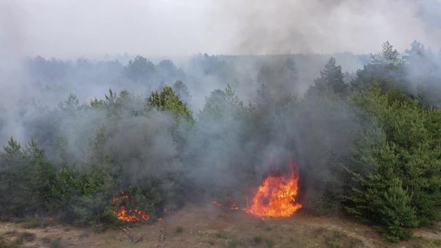 Forest fire. Large smoke clouds and fire spread. Amazon and siberian wildfires. Dry grass burning. Climate change, ecology