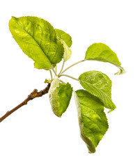 apple tree branch with green leaves on a white background