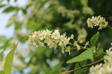 Spring flowering in a city park