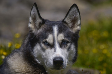 Portrait of siberian husky ... Turkey