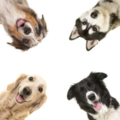Portrait of dogs in each corner of a square looking at the camera with mouth open on a white background