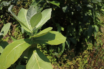 green leaves in the garden
