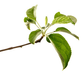 apple tree branch with green leaves on a white background