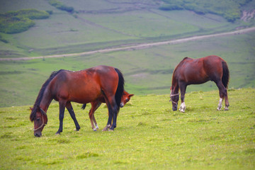 Horses grazing in green field...