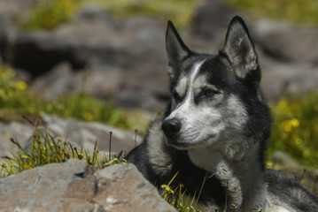 Portrait of siberian husky ... Turkey