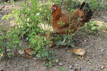 hen and chickens  in ground