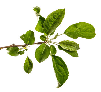 apple tree branch with green leaves on a white background