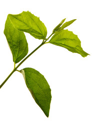 jasmine bush branch with green leaves on a white background