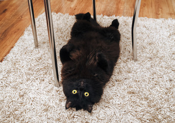 A funny black fluffy cat lies under a chair on a lush carpet upside down and, with his paws...
