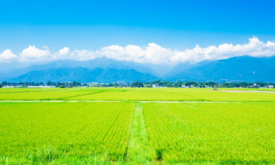夏の田園風景　安曇野
