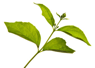 jasmine bush branch with green leaves on a white background