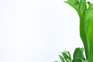 Polypodium polycarpon leaves texture on the right corner as a background, white background