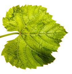 Fototapeta premium young green vine leaves on a white background