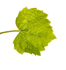 young green vine leaves on a white background
