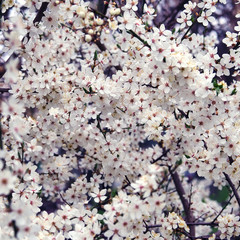 Spring flowering cherry.