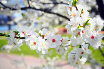 White cherry blossom