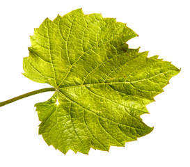 young green vine leaves on a white background
