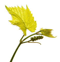 young green vine leaves on a white background