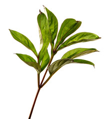 green peony leaves on a white background
