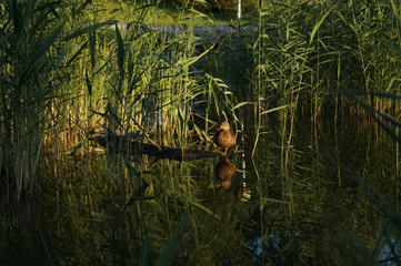 A duck on the log in the middle of the pond surrounded by the bed of rushes