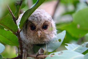 baby scops owl in a tree, owlet spotted on tree