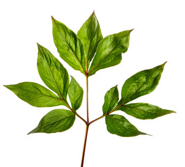 green peony leaves on a white background