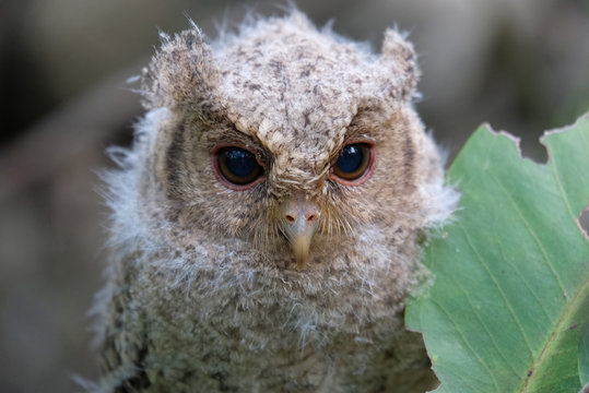 close up baby scops owl with blurry background