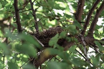 A dove in a nest with a baby bird. Dove incubates the eggs.