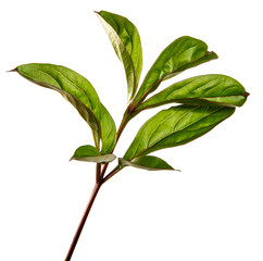 green peony leaves on a white background