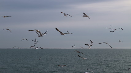 Seagulls flying above the sea of Azov at overcast day