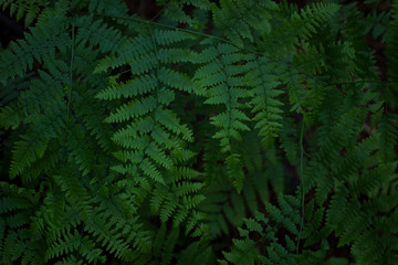 Green fern leaves. Background with fern. Forest eco concept. Beautiful green foliage on a dark background. Vegetation in Yosemite Mountain National Park.