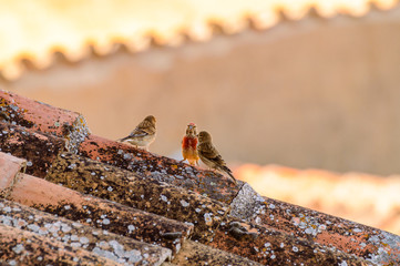 Male sparrow feeding his two young on the roof of tiles in hita. July 23, 2019. Hita Guadalajara Castilla La Mancha. Spain. Travel Tourism Holidays