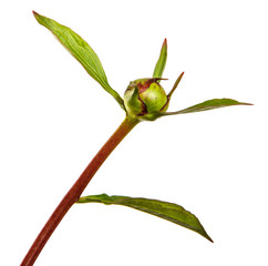 sprout of peony with unblown bud on a white background