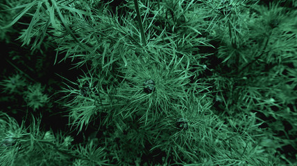 green texture garden  dark floral element        