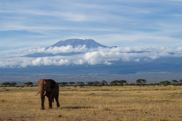 Kilimanjaro Killimandscharo Elefant Kenya Amboseli 