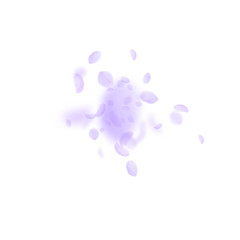 Violet flower petals falling down. Alive romantic 