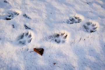 dog tracks in the snow